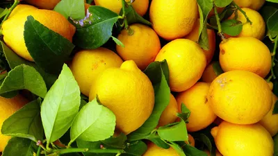 Лимоны: польза и вред для организма мужчин, женщин, детей