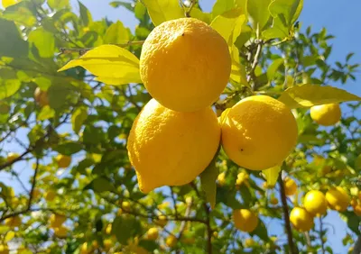Купить лимоны для здоровья и праздничного застолья | Фруктовый рай