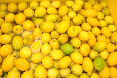 лимоны стоковое фото. изображение насчитывающей хлебоуборка - 23417092