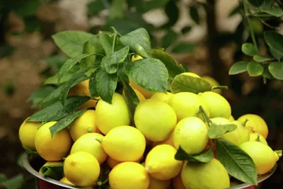 Лимоны – купить свежие фрукты в Москве оптом и в розницу в центре «ФУД СИТИ»