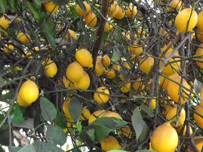 96,507 лимоны стоковые фото – бесплатные и стоковые фото RF от Dreamstime