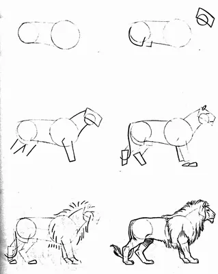 Рисунки животных поэтапно легко для детей (47 фото) » рисунки для срисовки  на Газ-квас.ком