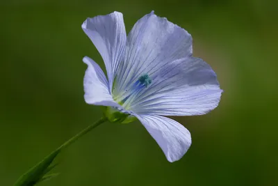 Лён золотистый (Linum Flavum)