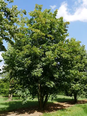 Липа европейская – дерево и древесина – Tilia europaea