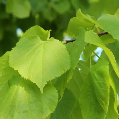 Липа мелколистная \"Грин Глоб\" Tilia cordata\"Green Globe\" купить в Москве  саженцы из питомника Greenpoint24