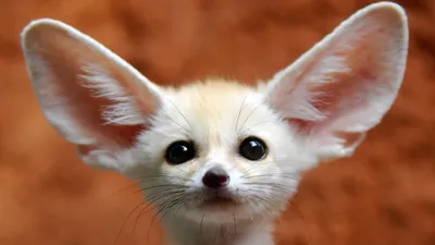 Fennec Fox: The cutest FOX - YouTube