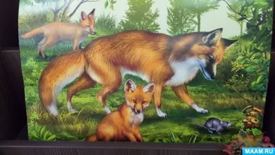 Red fox feeds the cubs. Лиса кормит своих лисят. - YouTube