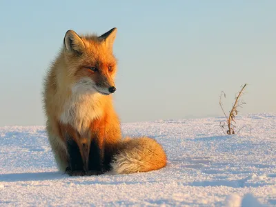 🦊Сидит лиса, на самой высокой …» — создано в Шедевруме