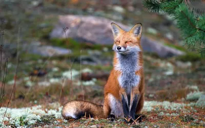 Обои снег, зима, лиса, лисица, животное, snow, winter, fox, animal  разрешение 1920x1080 | Pet fox, Fox in snow, Animal drawings
