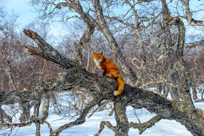 Магнит на срезе кедра. Лиса купить по выгодной цене 🌲 Интернет-магазин  \"Тайга Сибири\" 🌲