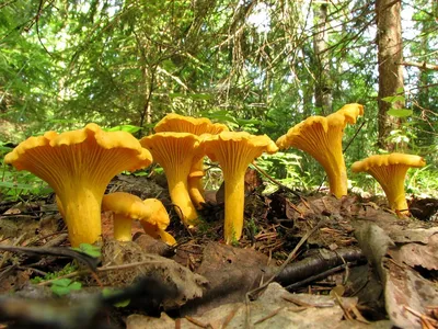 Лисичка ложная (Hygrophoropsis aurantiaca) – Грибы Сибири