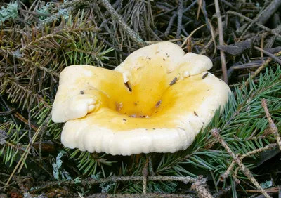 Лисичка черная и лисичка #грибы#гриб#кубань#прогулка#лес#деревья#цветы#mushroom  #mushrooms #Russia #Kuban #forest #walk#лисичкагриб | Instagram