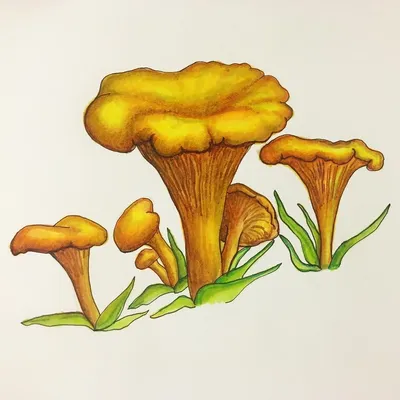Наташа on Instagram: “Лисички-сестрички #лисички #грибы #грибочки #маркеры  #копики #скетч #скетчинг #markers #copicmarkers #sketch #drawing… |  Painting, Art, Crafts
