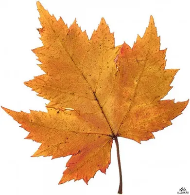 лист дерева - Поиск в Google | 잎 그림, 나뭇잎, 단풍