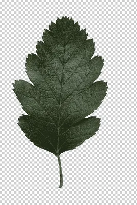 Текстура листика дерева - 45 фото