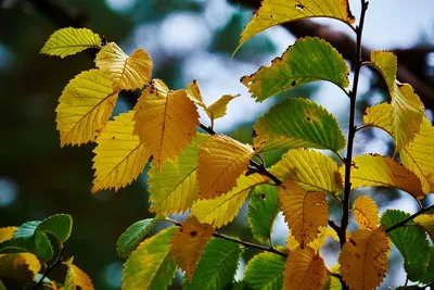 Лист дерева Дуб Alnus glutinosa, текстура листьев, Текстура, Лиственные,  Лист png | Klipartz