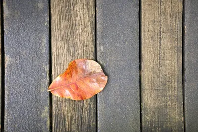Лист Дерево, Лист, лист, фотография, осень png | PNGWing