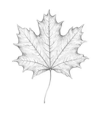 Цвета осенних листьев — Википедия