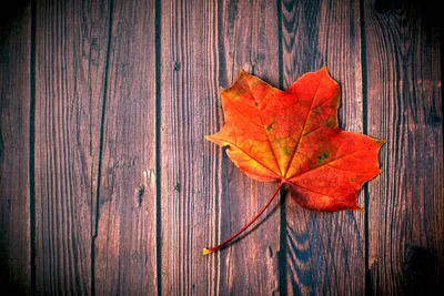 Раскраски | Листья деревьев | Падающие листья, Раскраски, Листья