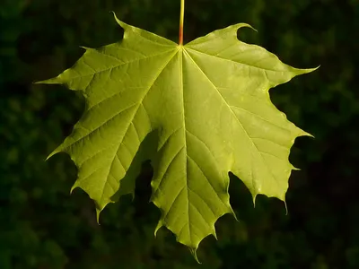 осенние листья на дереве, осень, время года, дерево фон картинки и Фото для  бесплатной загрузки