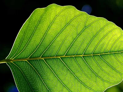 Более 783 000 работ на тему «цвет осенних листьев»: стоковые фото, картинки  и изображения royalty-free - iStock