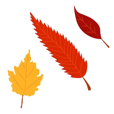 Листья разных деревьев осенью - 64 фото