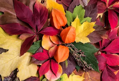 Осенние листья или иконки осеннего листьев или осенних листвы Векторный  изолированный набор из листьев клен, дуба, березы Падающи Иллюстрация штока  - иллюстрации насчитывающей дуб, двухчленной: 158405844