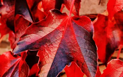 Крупным планом фото сухих осенних листьев на земле · Бесплатные стоковые  фото