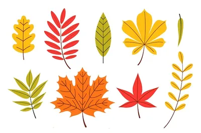 Векторная иллюстрация осенних листьев осенние листья вид сверху на осенний  лист дерева плоский вектор | Премиум векторы