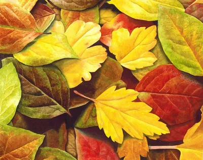 текстура листьев стоковое изображение. изображение насчитывающей взорвать -  2333821