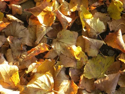 рамка из цветных осенних листьев с белым фоном Stock Vector | Adobe Stock