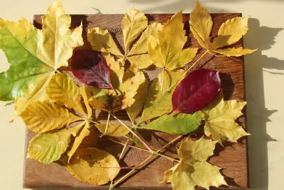 Цвета осенних листьев у разных деревьев - 57 фото