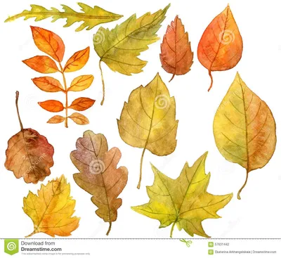 Различные виды осенних листьев | Премиум векторы