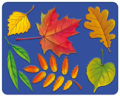 Картинка Листья деревьев распечатать на листе A4 для мальчиков |  RaskraskA4.ru