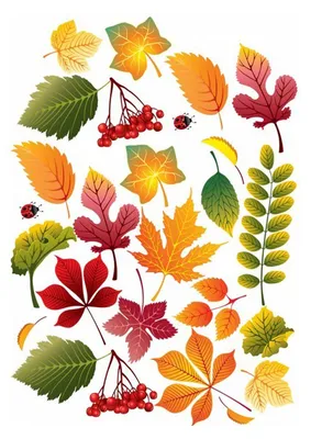 шаблоны осенних листьев для вырезания из бумаги A4 | Leaf template, Fall  leaf template, Fall crafts