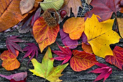 листья осени стоковое изображение. изображение насчитывающей листво -  17094613