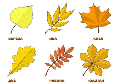 осенние листья название: 7 тыс изображений найдено в Яндекс.Картинках |  Листья, Растения, Дерево