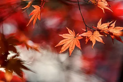 осенние листья на веревке, осень, время года, лист фон картинки и Фото для  бесплатной загрузки