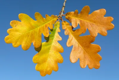 Цвет осенних листьев, осенние листья, клен, лист png | PNGEgg