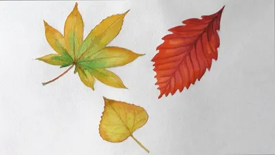 коричневый лист искусства, лист осенние листья евклидовы, осенние листья 1,  акварельные листья, cdr, кленовый лист png | PNGWing