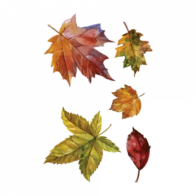 Листья осенние рисунок карандашом - 70 фото