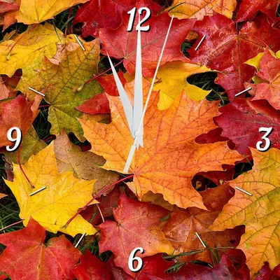 Краски осени: почему листья меняют цвет? | Наука для ненаучных: разбираемся  вместе | Дзен