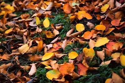 Красивые осенние листья в качестве фона :: Стоковая фотография ::  Pixel-Shot Studio