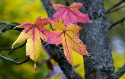 Собрание листьев осени, осины и вяза, дуба и клена, Isola Стоковое Фото -  изображение насчитывающей листья, вал: 93490236