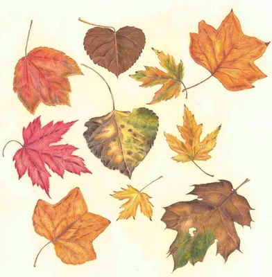 Листья осени цвета Упаденные листья, покрашенные сухие лист и набор вектора  желтых листьев реалистический Иллюстрация вектора - иллюстрации  насчитывающей яркое, листья: 153736175