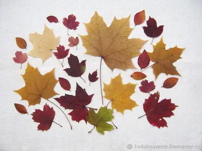 Листья Листок Осень - Бесплатное изображение на Pixabay - Pixabay