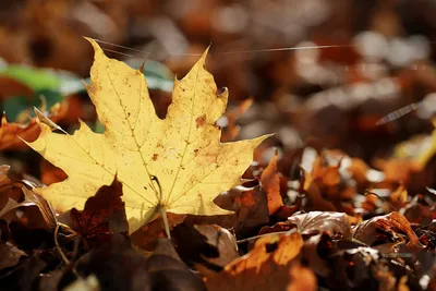 Падающие осенние листья PNG , Кленовый лист, лист, Листья PNG картинки и  пнг PSD рисунок для бесплатной загрузки | Осенние листья, Падающие листья,  Листья