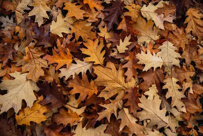 Сохраняем осенние листья в парафине за 10 минут 🍁 | НЕСКУЧНАЯ ЛАБОРАТОРИЯ  опытов | Дзен