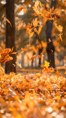 ⋗ Вафельная картинка Принт Осенние листья купить в Украине ➛ CakeShop.com.ua