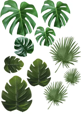 иллюстрация красивый зеленый лист PNG , милые листья, мультфильм зеленые  листья, красивые зеленые листья PNG картинки и пнг PSD рисунок для  бесплатной загрузки